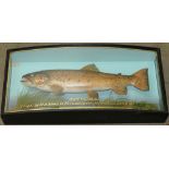 A stuffed trout in glass case by J Cooper and Sons,