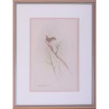 Robin Armstrong, a watercolour 'Bird on Branch', 35cm x 23cm, framed and glazed. Personal message '