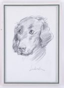 Robert Lenkiewicz (1941-2002) signed original pencil sketch of 'Dog', 37cm x 25cm, framed and