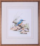 A watercolour of a 'Kingfisher on a Branch', 29cm x 25cm, framed and glazed.
