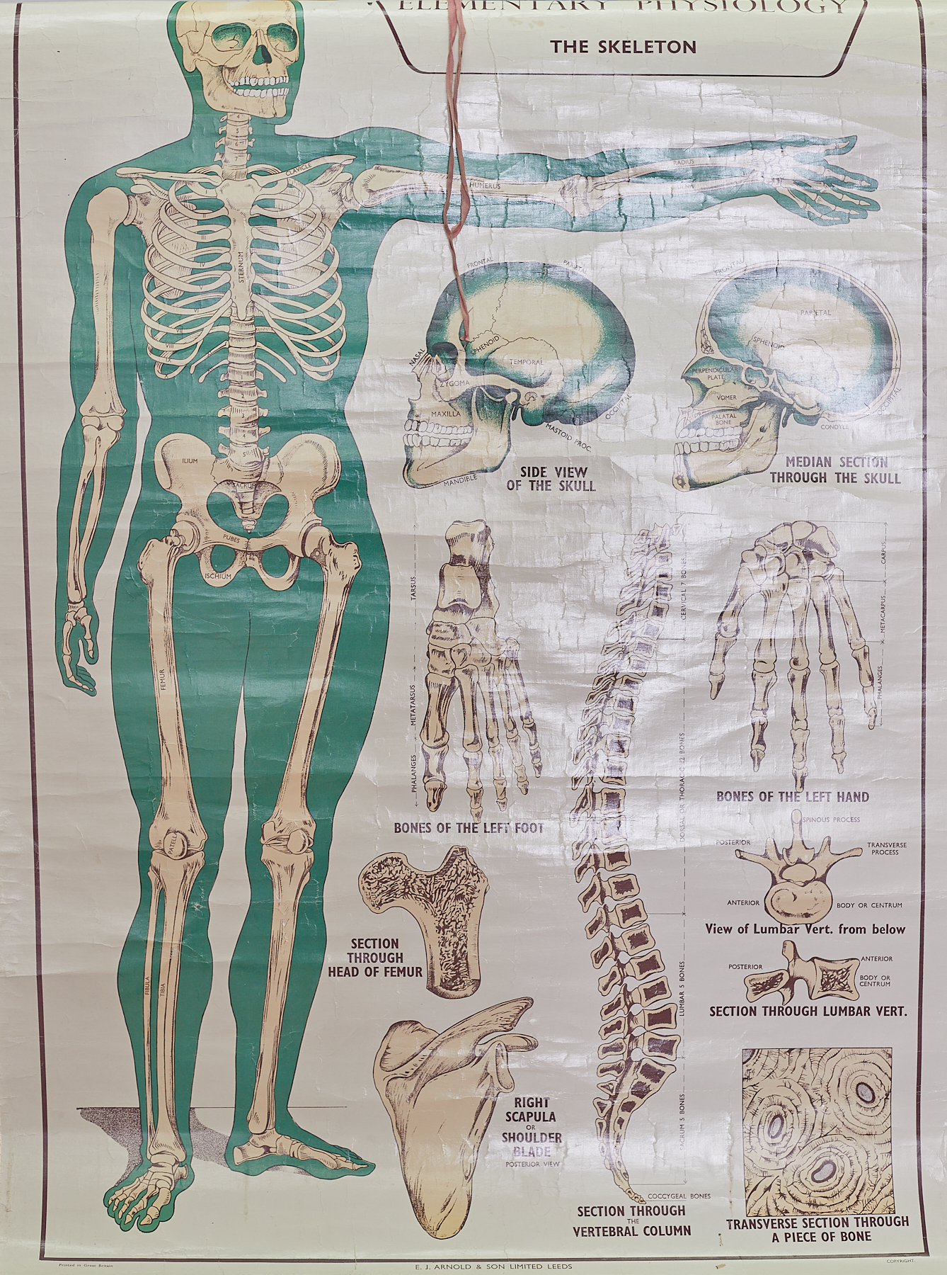 Elementary Physiology of the Skeleton, rolled diagram (faults).