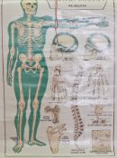Elementary Physiology of the Skeleton, rolled diagram (faults).