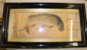 Framed Early 20th Century Water colour of Playful Pike: Signed Ellis 1914, 37 x 69cm