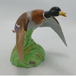 Spode Matt Mallard Settling Figure: height 15.cm