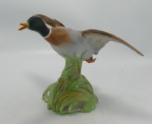 Spode Matt Mallard Rising Figure: height 15.cm