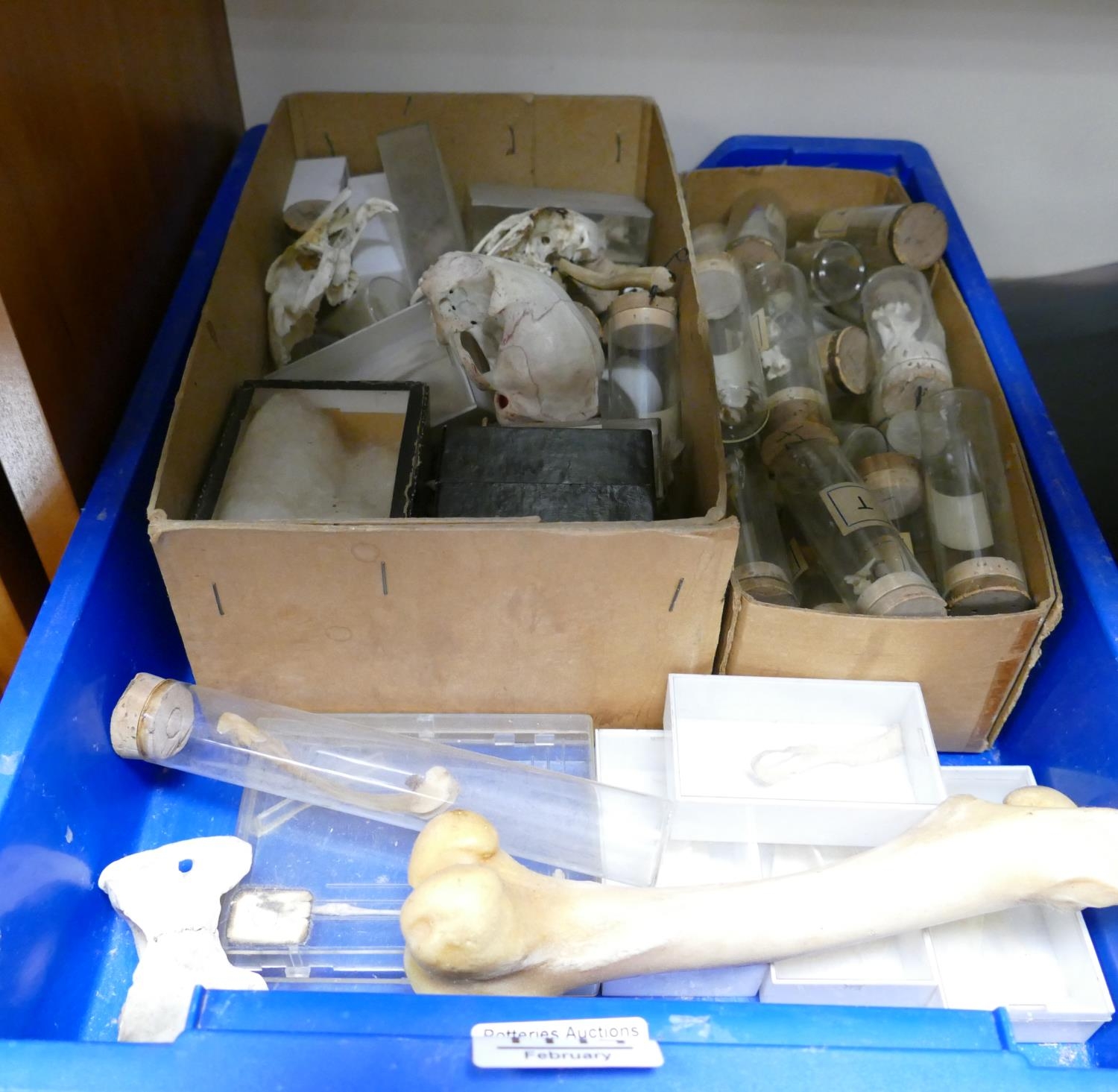 A collection of specimen bones: skulls and similar