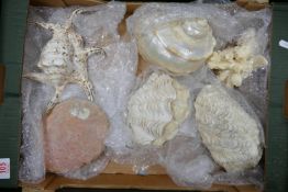 A collection of vintage corals: and sea shells