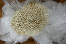 Large sealife coral segment : diameter 30cm