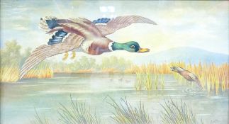 P Simpson: Oil on canvas paintings of Mallard Ducks landing, 25cm x 45cm in gilt frame.