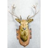 Large 12 point taxidermy stags head mounted on oak shield: Length from top tip of horn to bottom