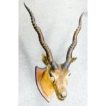 Large taxidermy antelope head mounted on oak shield: Length from top tip of horn to bottom of shield