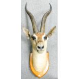 Large taxidermy gazelle head mounted on oak shield: Length from top tip of horn to bottom of