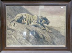 Herbert Dicksee etching WATCHER ON THE HILL: Tiger in a landscape 1900. Signed in margin,