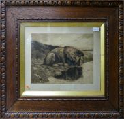 Herbert Dicksee etching of a LION drinking at a pool: Overall size 39.5cm x 48cm including frame.
