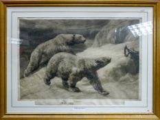 Herbert Dicksee etching In the Silent North: Large etching of polar bear published by Mawson
