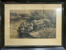 Herbert Dicksee etching THIRST Two tigers drinking at river: 1911 Frost and Reed. Measuring 43cm x