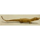 Taxidermy 1920's Small Crocodile / Alligator: length 56cm