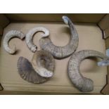 A collection of rams horns: suitable for walking stick handles