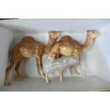 Beswick Camel x2 and foal: Leg broke to one camel & All four to foal but present.