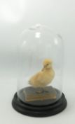 Taxidermy Duckling in Glass Dome: height 26cm