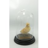 Taxidermy Duckling in Glass Dome: height 26cm