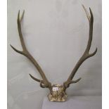 Pair of 10 point red deer antlers: