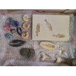 Collection of fossils & minerals including fish, large trilobite, sharks teeth large & smaller,