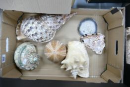 A collection of Natural Large Sea Shells: