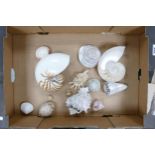 A collection of Natural Large Sea Shells:
