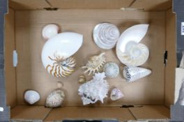 A collection of Natural Large Sea Shells: