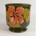 Moorcroft Planter in Hibiscus height 18cm, diameter 18cm, Walter Moorcroft