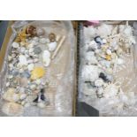 A large collection of Natural Sea Shells(2 trays)
