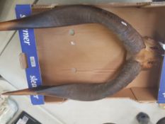 Vintage large antique African Kudu horns