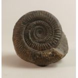 Ammonite fossil, height 8.4cm