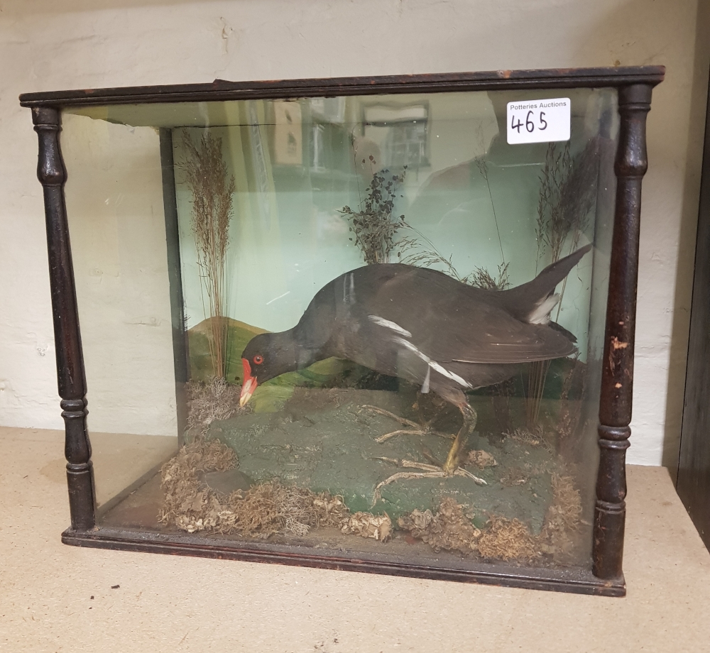 Late 19th Century cased Taxidermy study of a Moorhen