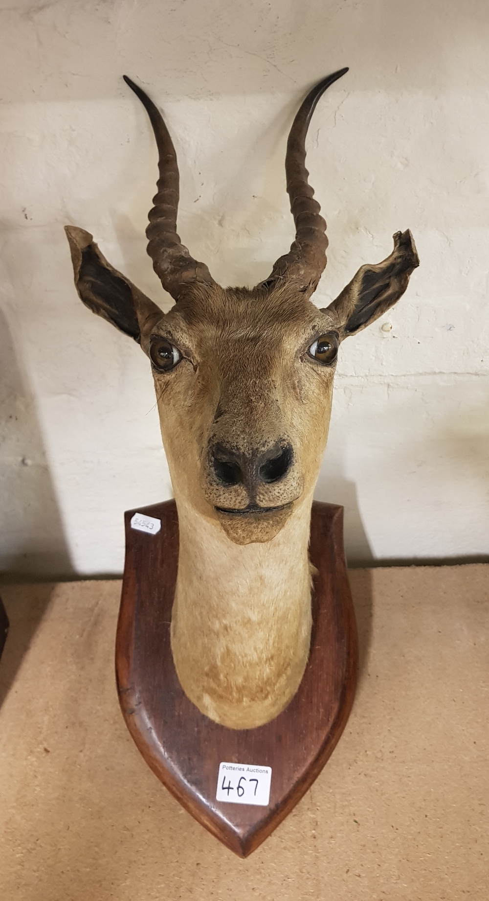 Early 20th Century Taxidermy Springbok Antelope Head mounted on Oak Shield