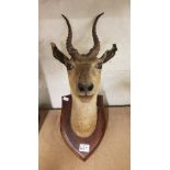 Early 20th Century Taxidermy Springbok Antelope Head mounted on Oak Shield