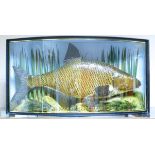Cased taxidermy Bream fish, in bow fronted case inscribed Bream 6lbs from River Ant 2003, case