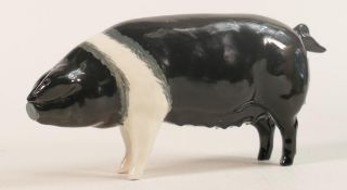 Beswick Wessex Saddleback sow 'Merrywood Silver Wings 56th' model 1362.