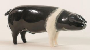 Beswick Wessex Saddleback Boar 'Fairacre Viscount 3rd" model 1512.