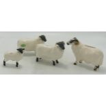 Beswick Black Faced Ram 301, Sheep 165 x 2 & Lamb 1828(3)