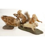 A collection of Taxidermy Animals including Squirrels, Stoat , Woodcock etc