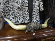 A pair of buffalo horns, 155cm