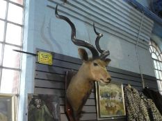 Taxidermy, a large antelope head, probably Kudu, with twisted horns on wooden plaque