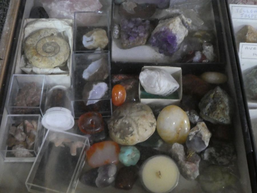 Wooden box containing a quantity of fossils, minerals and similar - Image 3 of 4