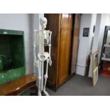 Full size composite skeleton on stand