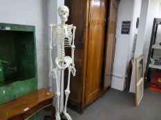 Full size composite skeleton on stand