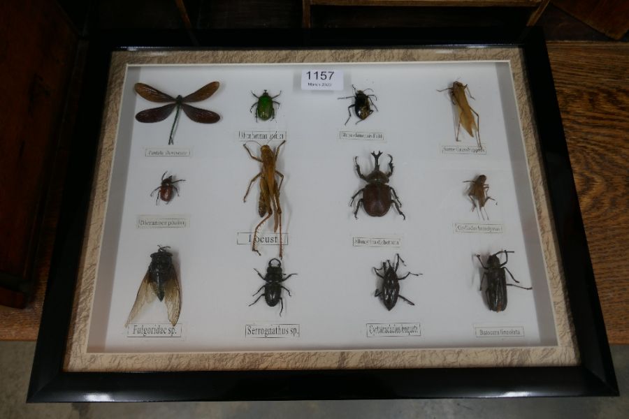 A case of insects - Image 2 of 2