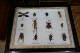 A case of insects