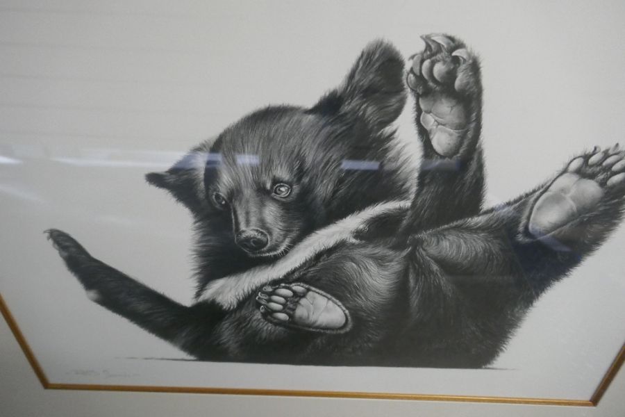 Richard Symonds, a pencil signed of young bear cub, 53 x 38cm - Image 3 of 5